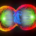 meiosis