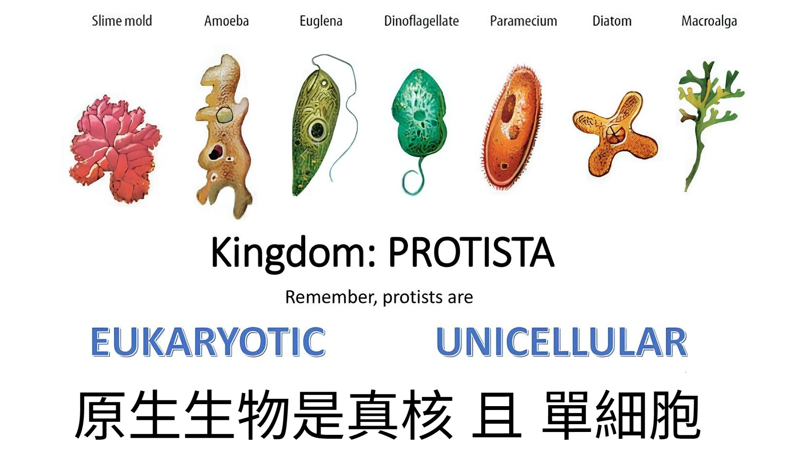 原生生物