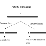 內切酶、外切酶-1