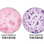 革蘭氏染色 Gram stain - 1